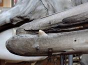 galerie de paleontologie et de anatomie comparee 12-2015 8234